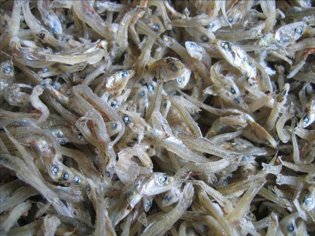 잔멸치(가이리멸치)2~5cm 제품 이미지