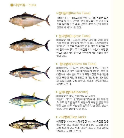 참치 관련 이미지 2